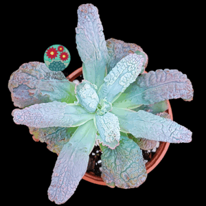 Echeveria Linguas (buen tamaño)