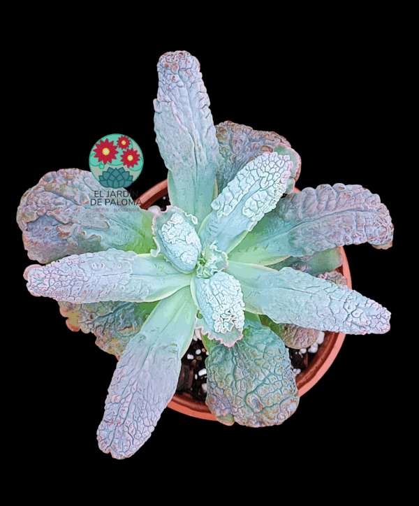 Echeveria Linguas (buen tamaño)