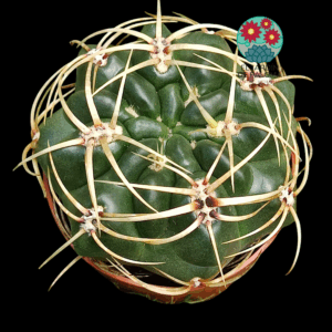 Gymnoclacyum Monvillei