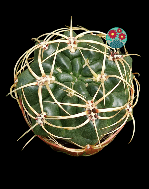 Gymnoclacyum Monvillei