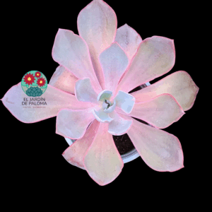 Echeveria Afterglow (es grande)