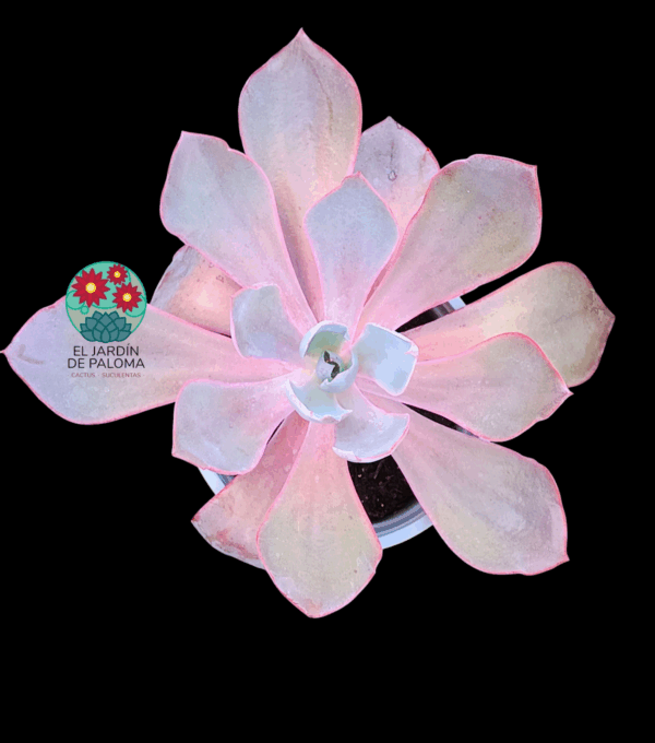 Echeveria Afterglow (es grande)