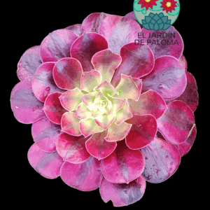 Aeonium Medusa variegata (es grande)