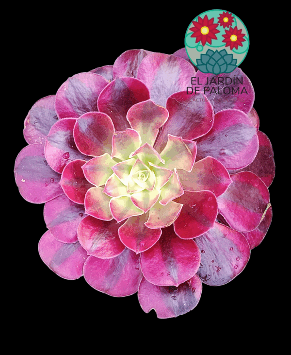 Aeonium Medusa variegata (es grande)