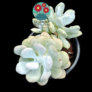 Pachyohytum Bractosedum (es grande)