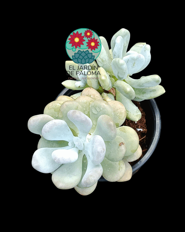 Pachyohytum Bractosedum (es grande)
