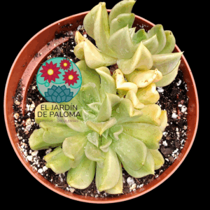 Echeveria Curve doble roseta (maceta grande)
