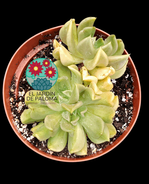 Echeveria Curve doble roseta (maceta grande)