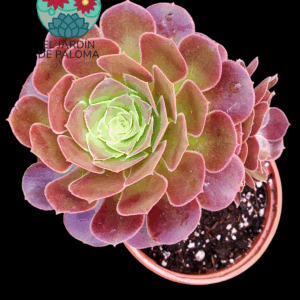 Aeonium arboreum con hijos (bien tamaño)