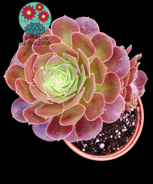 Aeonium arboreum con hijos (bien tamaño)