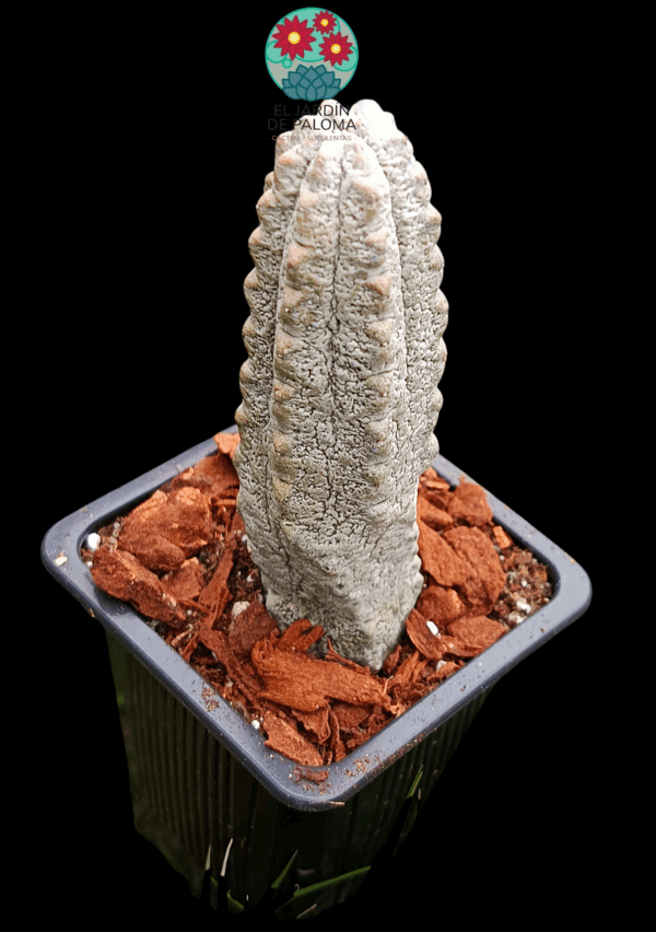 Euphoebia Abdelkuri (importación)
