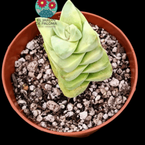 Crassula Moonglow variegata