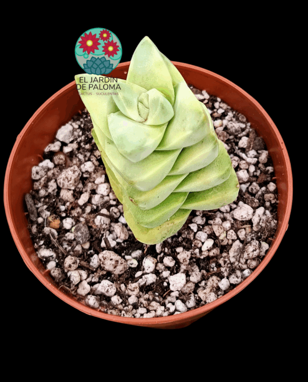 Crassula Moonglow variegata
