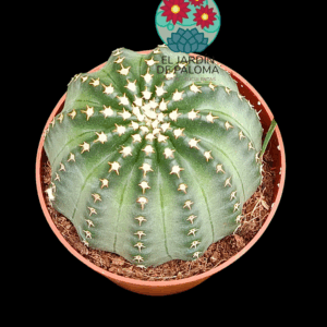Echinocereus pullchellus amoneus (flor rosa intenso)