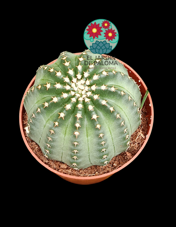 Echinocereus pullchellus amoneus (flor rosa intenso)