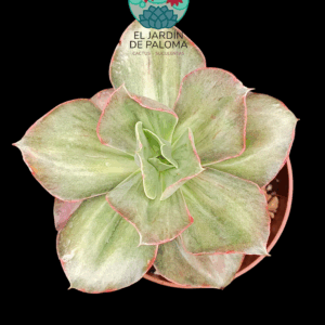 Echeveria Minigosaong variegata (importación)