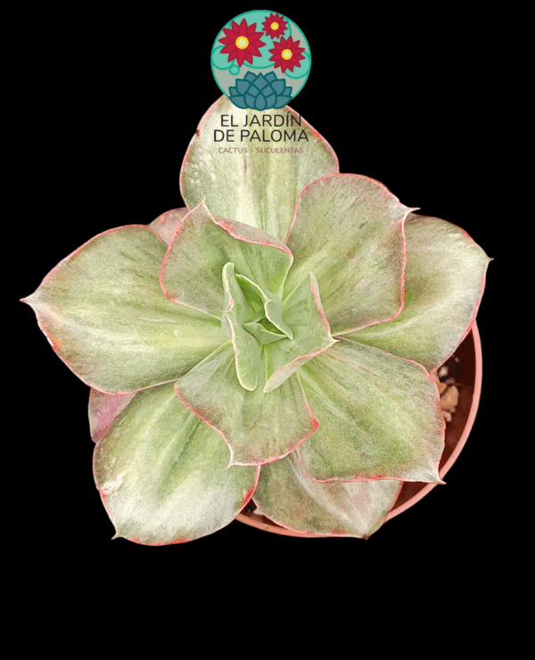 Echeveria Minigosaong variegata (importación)