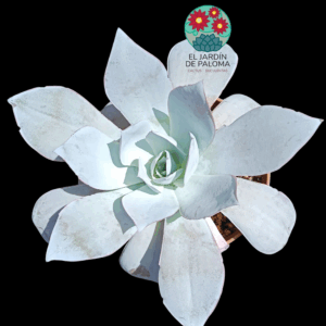 Echeveria Cante (tamaño muy grande)