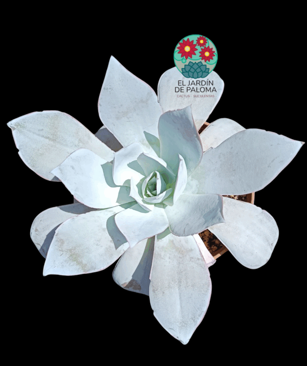 Echeveria Cante (tamaño muy grande)