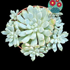 Echeveria Subcorymbosa Lau 030