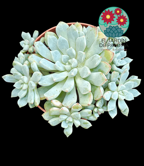 Echeveria Subcorymbosa Lau 030
