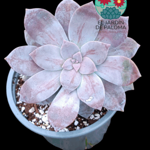 Graptopelatum Superbum