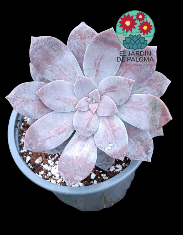 Graptopelatum Superbum