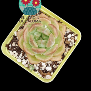 Echeveria Red lover
