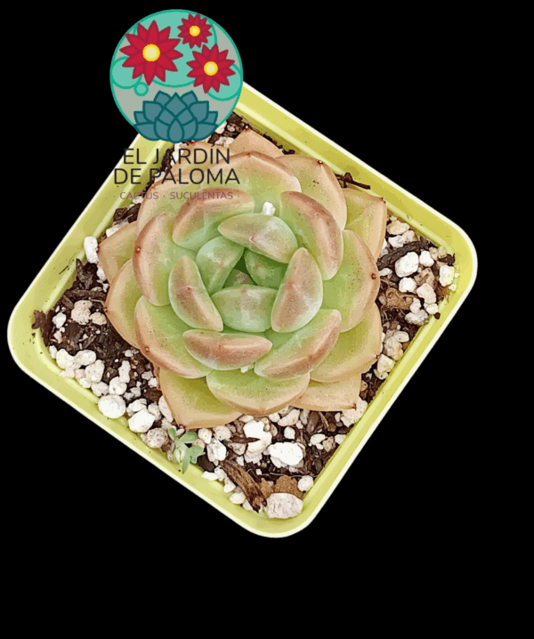 Echeveria Red lover