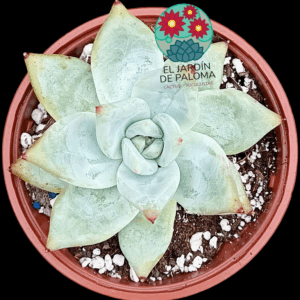 Echeveria Colorata ice