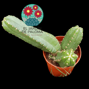 Echinocereus Gentryi (grande y flor rosa intenso)