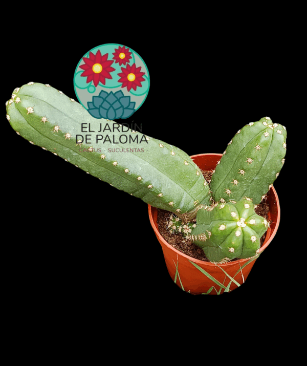 Echinocereus Gentryi (grande y flor rosa intenso)