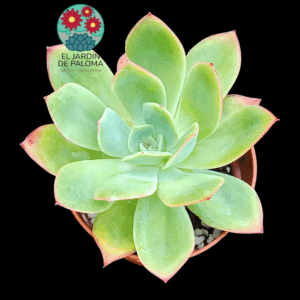 Echeveria Luella