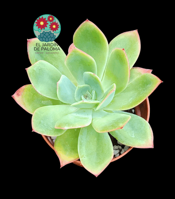 Echeveria Luella