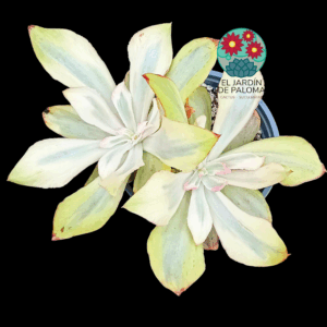 Echeveria "Rose rock" variegata (doble roseta y maceta grande)