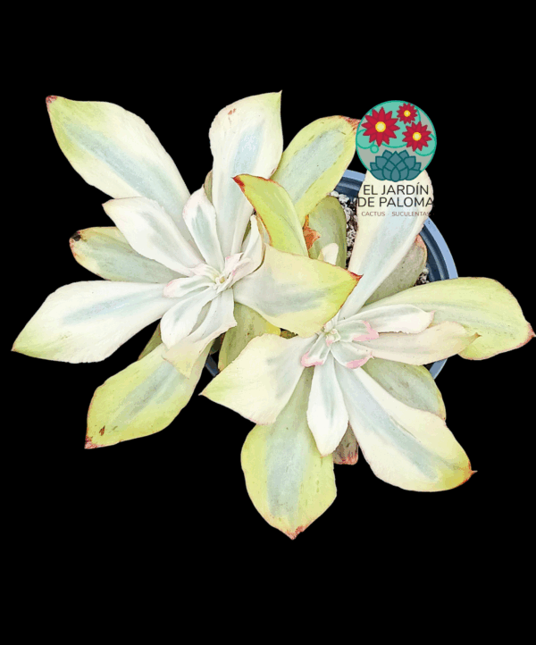 Echeveria "Rose rock" variegata (doble roseta y maceta grande)