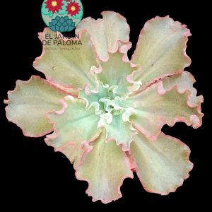 Echeveria Giant Blue (muy grande)