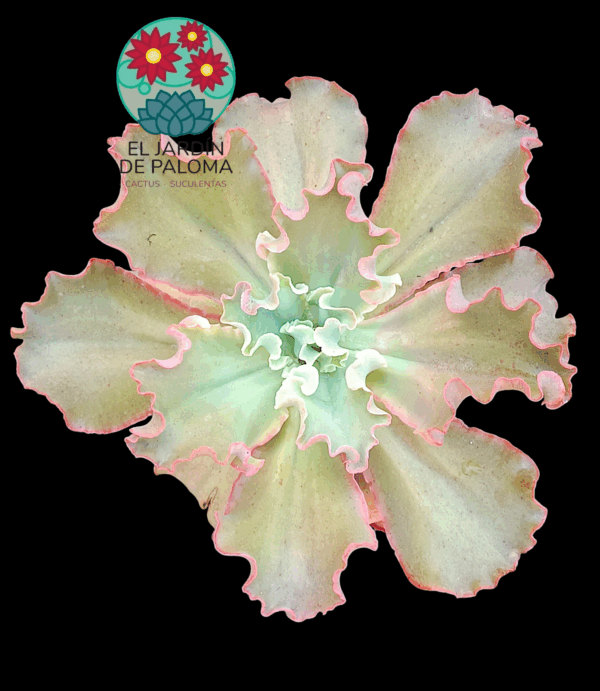 Echeveria Giant Blue (muy grande)