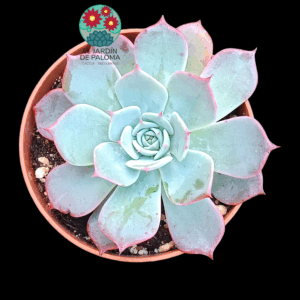 Echeveria Laurensis