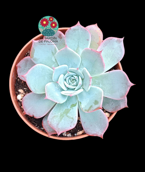 Echeveria Laurensis