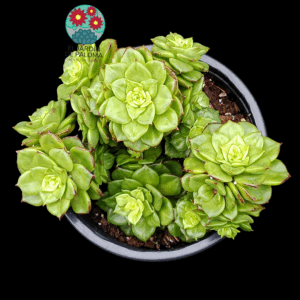 Echeveria Nuda