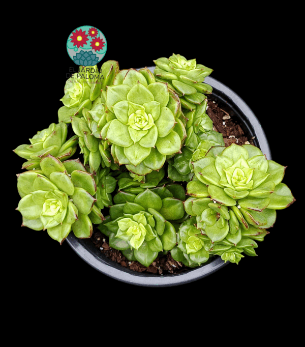 Echeveria Nuda