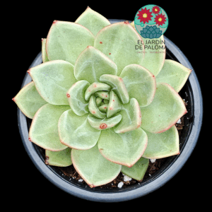 Echeveria Agavoides Emerald