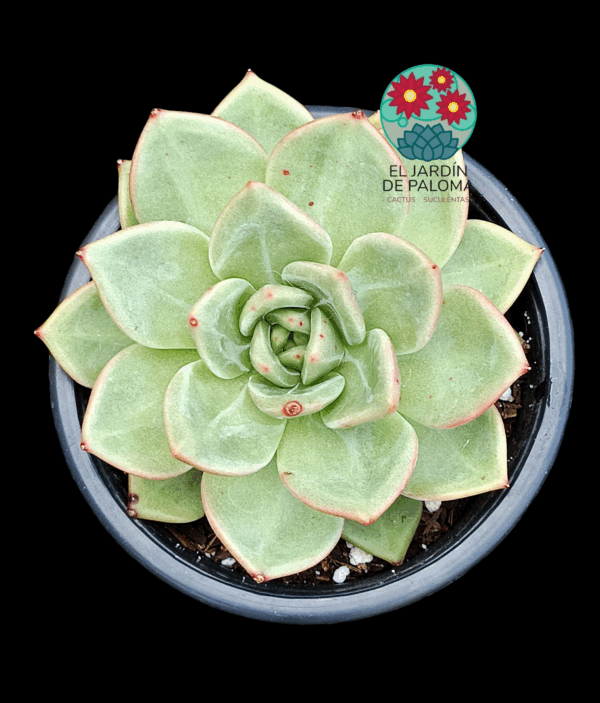Echeveria Agavoides Emerald