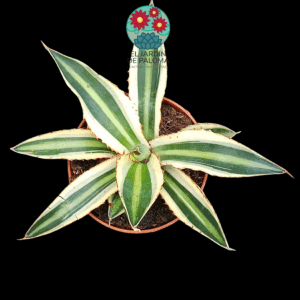 Agave Lophantha "Quadricolor"