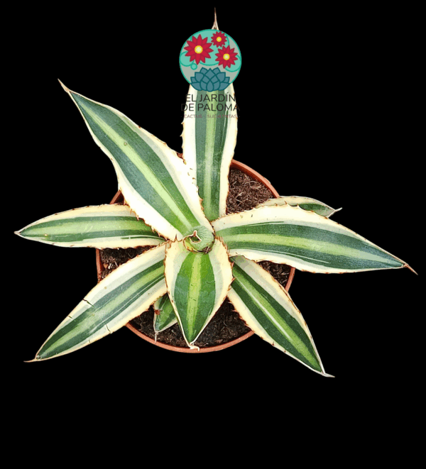 Agave Lophantha "Quadricolor"
