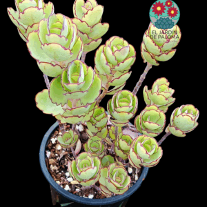 Kalanchoe laxiflora