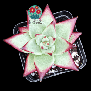 Echeveria Agavoides "Ebony"
