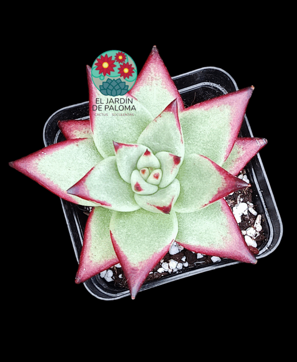 Echeveria Agavoides "Ebony"