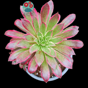Aeonium Black magic variegata con hijuelo